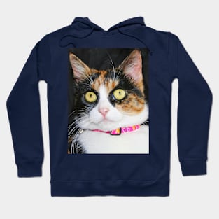 A beautiful kitten Hoodie